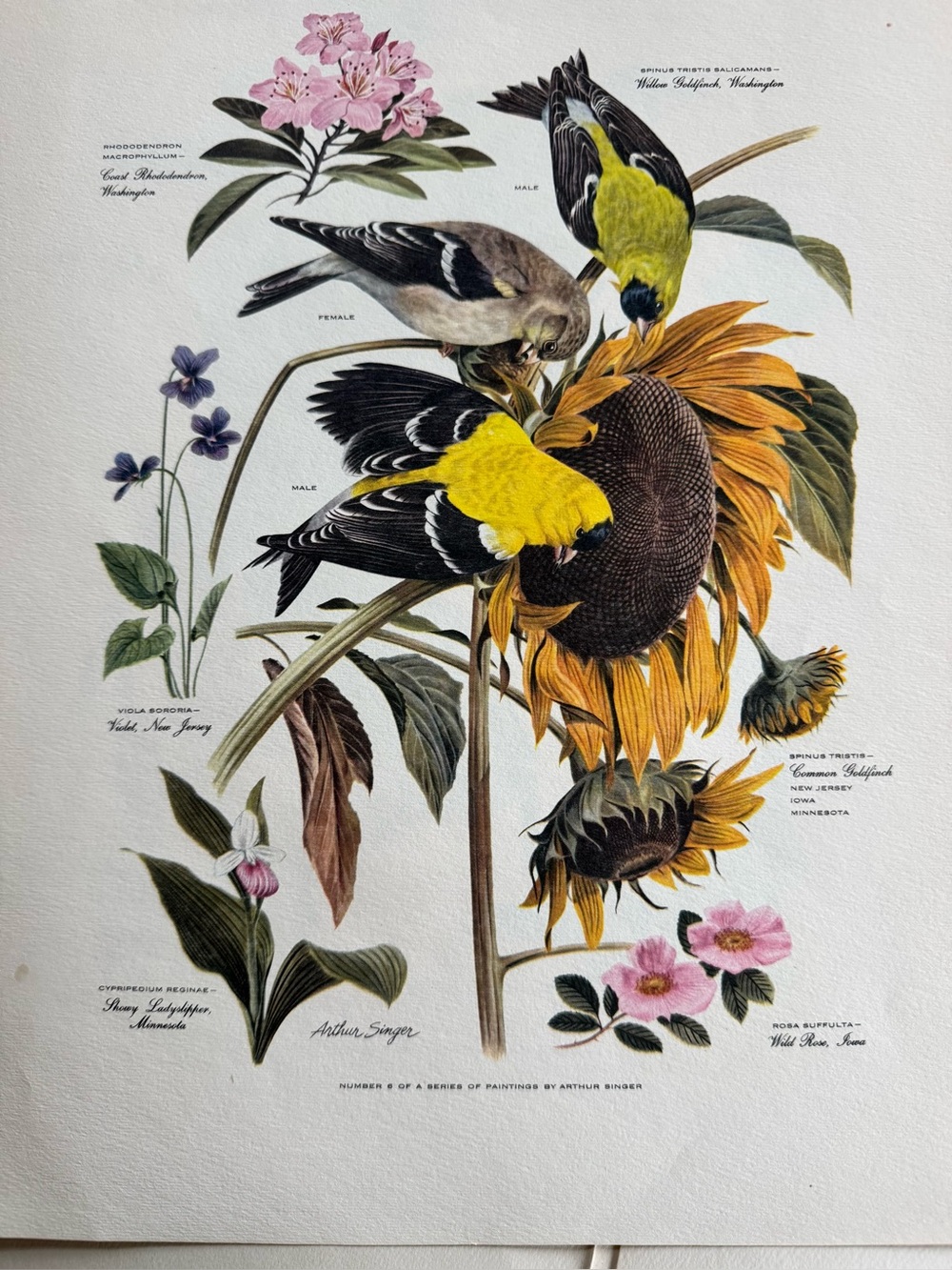 Botanical Art Prints Featuring 10 prints